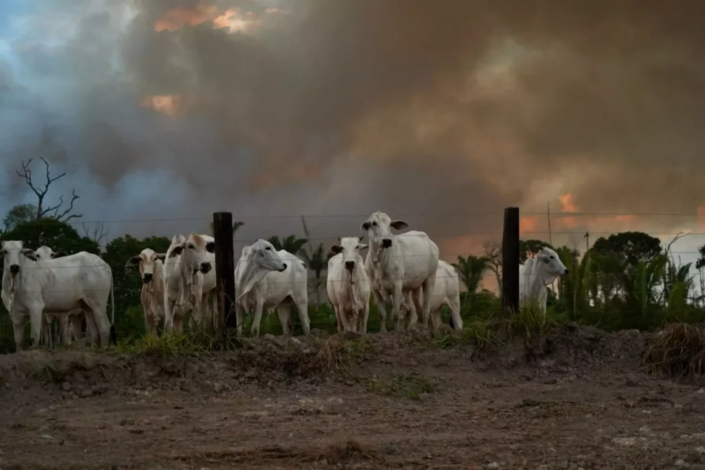 Amazonas está entre os três estados que mais desmatam na região Norte e especialista alerta para impacto socioeconômico nos próximos anos